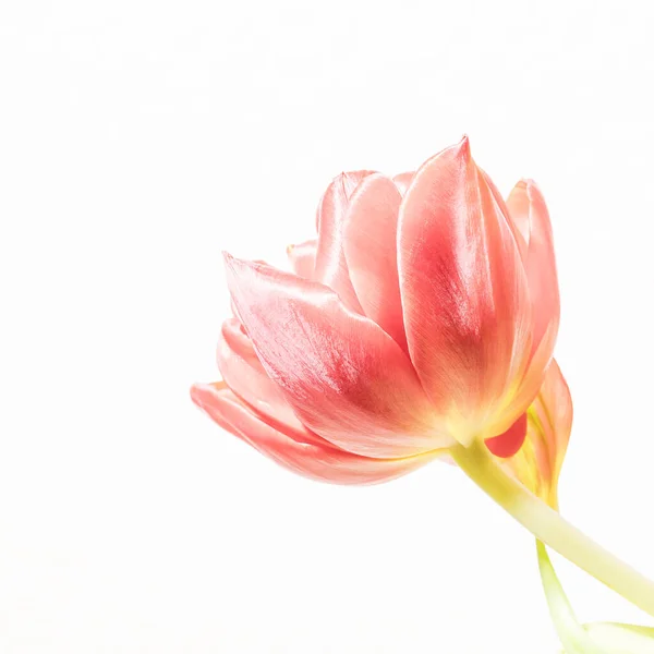 Vista Uma Flor Uma Tulipa Vermelha Como Tiro Highkey — Fotografia de Stock