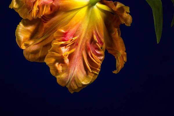 Волнистые Лепестки Желто Оранжевого Тюльпана Попугая — стоковое фото