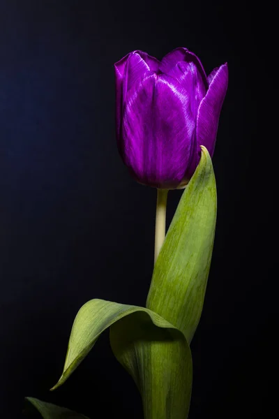 Блеск Ярко Розового Тюльпана — стоковое фото