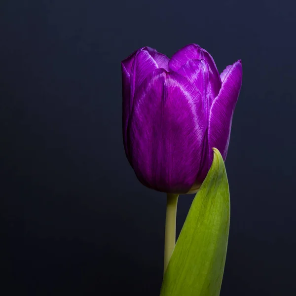 Flor Uma Tulipa Rosa Brilhante — Fotografia de Stock