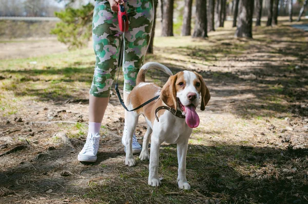 Young Pet Dog Breeds Beagle Walking Park Outdoors Girl Carefully — Stock Photo, Image