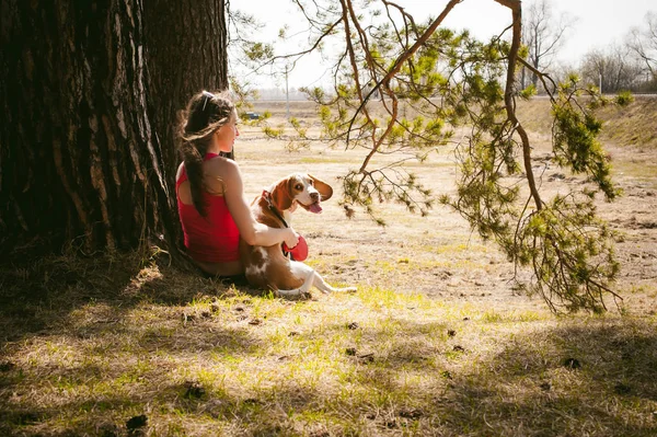 Cão Estimação Jovens Raças Beagle Andando Parque Livre Mulher Cuidadosamente — Fotografia de Stock