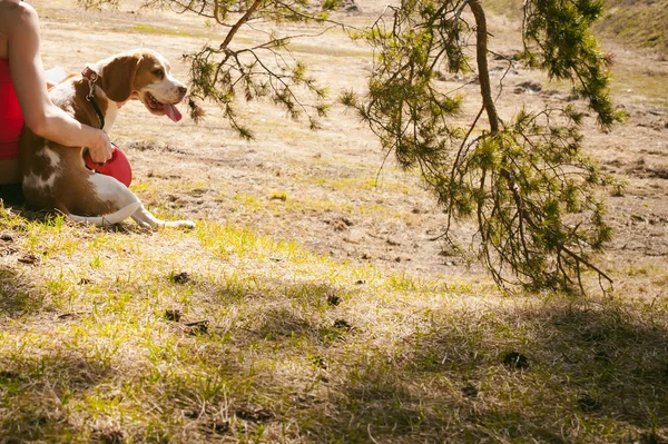 Joven Mascota Perro Razas Beagle Caminar Parque Aire Libre Mujer — Foto de Stock