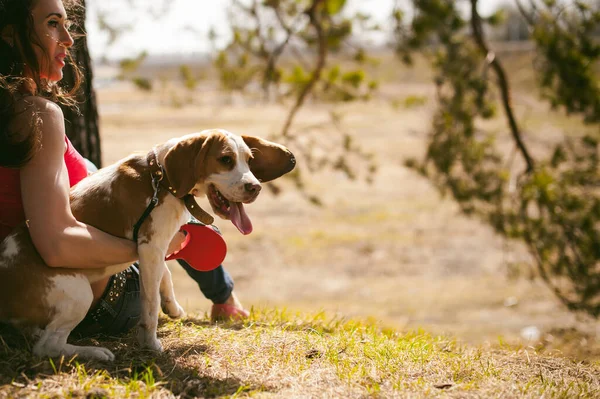 Cão Estimação Jovens Raças Beagle Andando Parque Livre Mulher Cuidadosamente — Fotografia de Stock