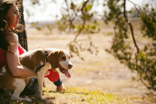 Young Pet Dog Breeds Beagle Walking Park Outdoors Woman Carefully — Stock Photo, Image