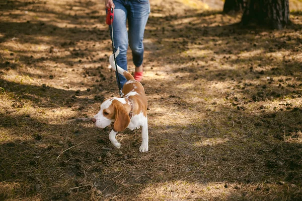 Genç Köpek Dışarıda Parkta Yürüyen Bir Köpeği Besler Kız Köpek — Stok fotoğraf