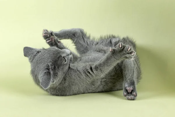 Racy Cat Russian Blue Felis Silvestris Catus Practices Balancing Act — Stock Photo, Image