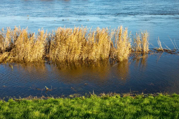 Ben Ufer Der Oder — Stockfoto