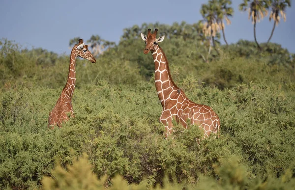 Jirafa Sabana Animales Jirafas Altas — Foto de Stock