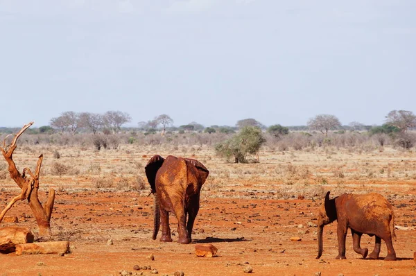 Слон Дитинчам Далеко Від Води Цаво Східна Кенія — стокове фото