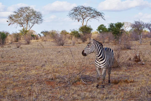 Vista Panoramica Della Fauna Della Flora Savannah — Foto Stock