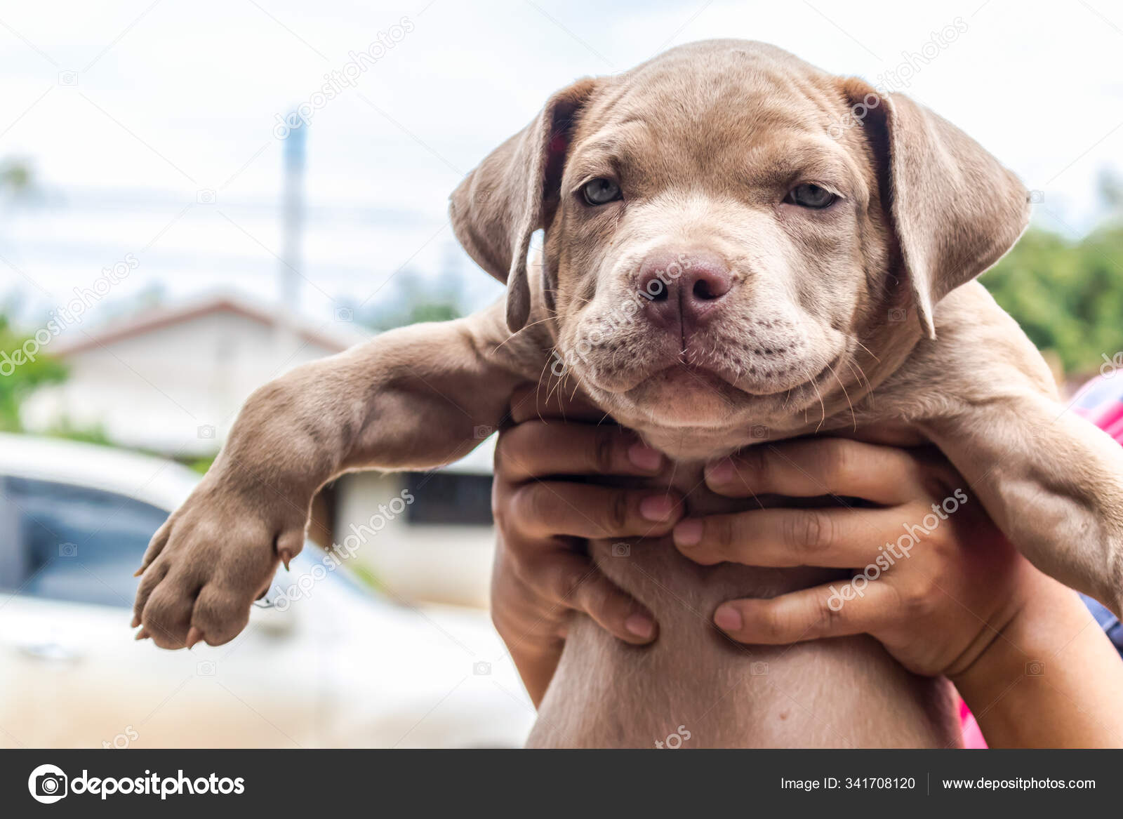 picture American Pit Bull Terrier Dog Breed Cute depositphotos