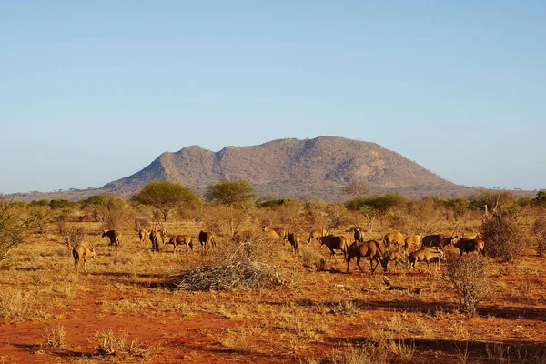 Landschappelijk Uitzicht Fauna Flora Van Savannah — Stockfoto