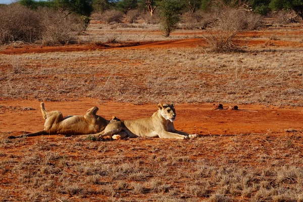 Dois Leões Savana Tsavo Oriente Quênia — Fotografia de Stock