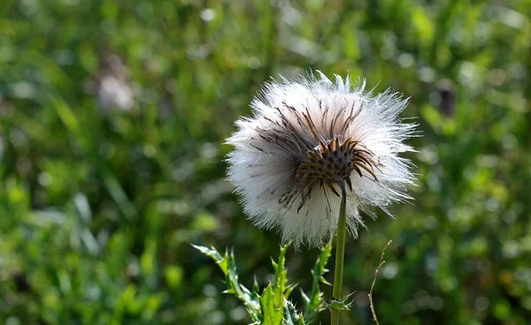 Vacker Botanisk Skott Naturliga Tapeter — Stockfoto