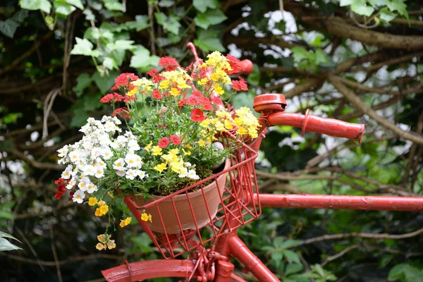 Rouge Bicyclette Arrangement Floral Rad Jardin Déco Décoration Fleurs Pittoresque — Photo