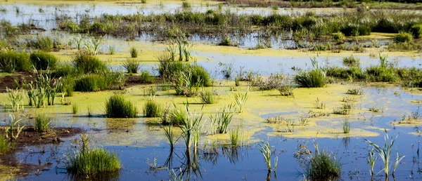 Entrada Delta Marea Baja Con Vida Vegetal Follaje Marino Con — Foto de Stock