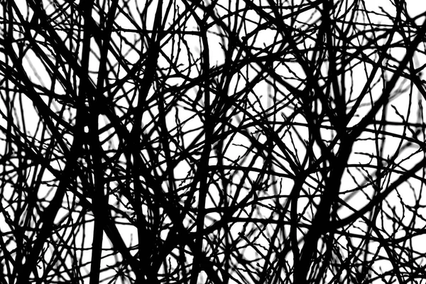 Větve Vrby Zimě Bez Listí — Stock fotografie