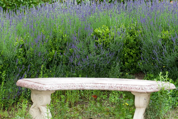 Ogród Kwitnącą Lawendą Francji — Zdjęcie stockowe