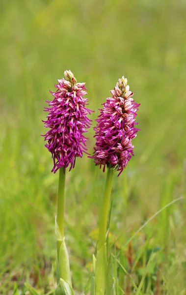 twice monkey orchid orchis simia from the liliental in the kaiserstuhl