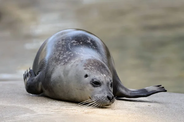 Fur Seal Lies Rock Plate — Stock Photo, Image