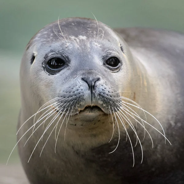 Pelsdichting Ligt Rotsplaat — Stockfoto