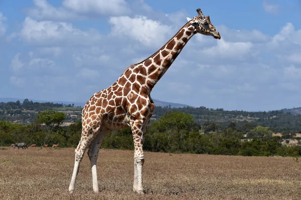 Giraffe Tier Tierwelt Naturfauna — Stockfoto