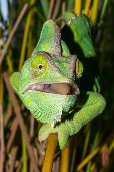Caméléon Animal Reptile Lézard Tropical — Photo