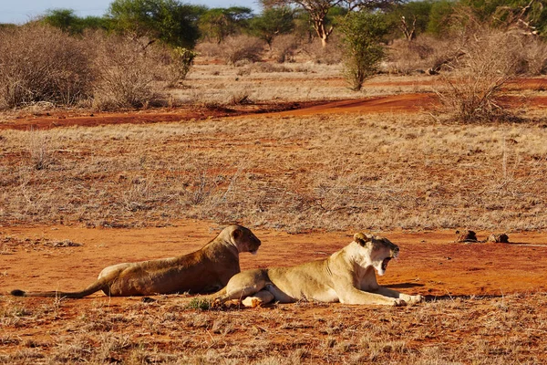 Landschappelijk Uitzicht Fauna Flora Van Savannah — Stockfoto