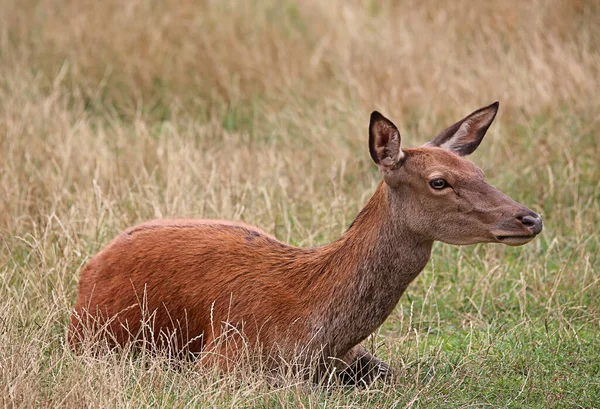 Wild Red Deer Nature Fauna Wildlife Deer Animals — Stock Photo, Image