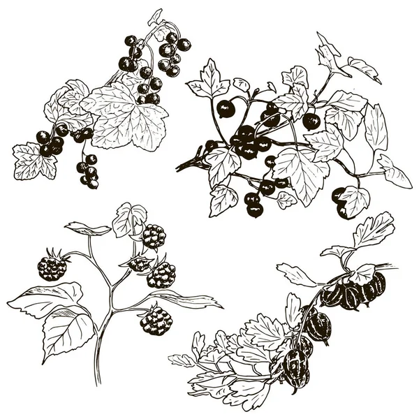 Set Bacche Schizzo Ribes Rosso Ribes Nero Lampone Uva Spina — Foto Stock