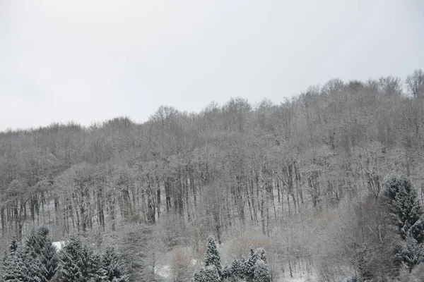 森の雪に覆われた冬の風景 — ストック写真