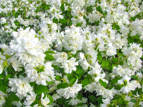 Flowers Blossoming Flowers Garden Jasmine — Stock Photo, Image