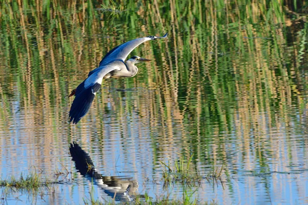 Blaureiher Flug — Stockfoto