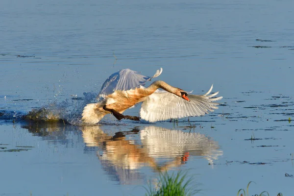 Cisne Mudo Defensa Del Distrito — Foto de Stock
