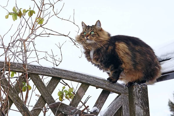Eine Hübsche Braun Schwarze Norwegische Waldkatze Ist Auf Einen Zaun — Stockfoto