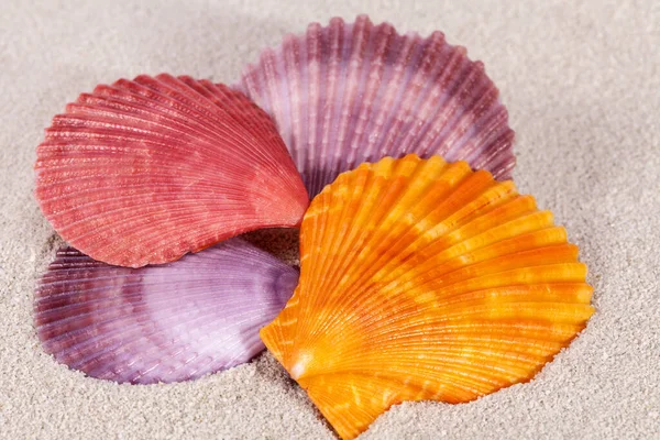 Gruppo Conchiglie Colorate Molluschi Sulla Sabbia Primo Piano — Foto Stock