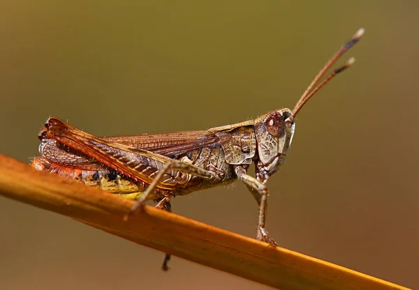 Macro Tiro Vermelho Clube Cricket Gomphocerus Rufus — Fotografia de Stock