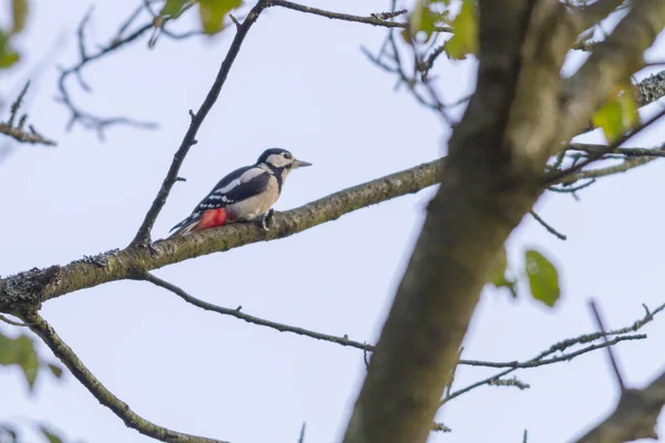 Ein Buntspecht Auf Dem Baumstamm — Stockfoto