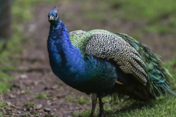 Pavão Azul Parque Selvagem Potzberg Perto Kusel — Fotografia de Stock