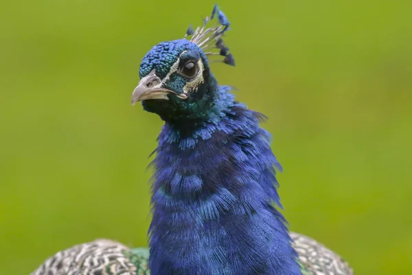 Kusel Yakınlarındaki Wildpark Potzberg Mavi Bir Tavus Kuşu — Stok fotoğraf
