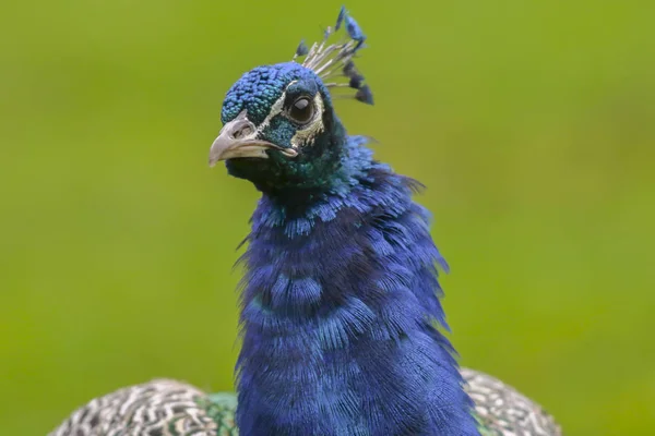 Paon Bleu Dans Parc Sauvage Potzberg Près Kusel — Photo