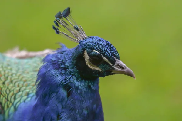 Kusel Yakınlarındaki Wildpark Potzberg Mavi Bir Tavus Kuşu — Stok fotoğraf