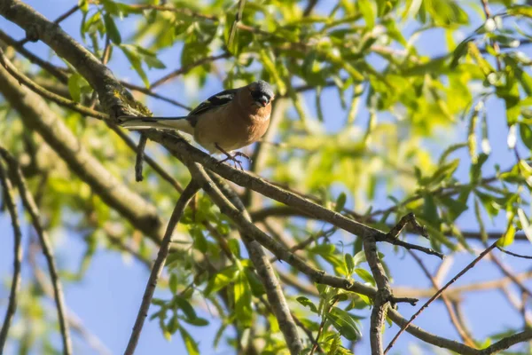 Vue Panoramique Magnifique Oiseau Pinson Mignon — Photo