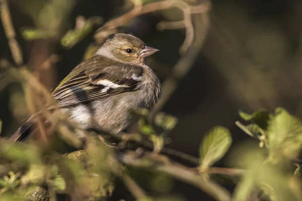 Malerischer Blick Auf Schöne Süße Finkenvogel — Stockfoto