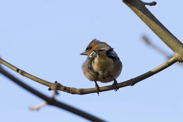 Plan Pittoresque Oiseau Dans Scène Extérieure — Photo