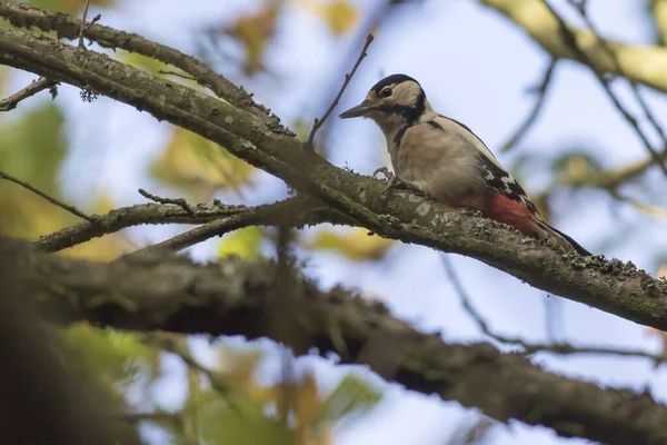 Gran Pájaro Carpintero Manchado Tronco Del Árbol — Foto de Stock