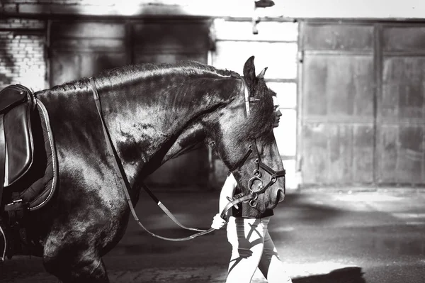 Emotional Portrait Female Love Horses Black Friesian Stallion Thoroughbred Pet — Stok Foto