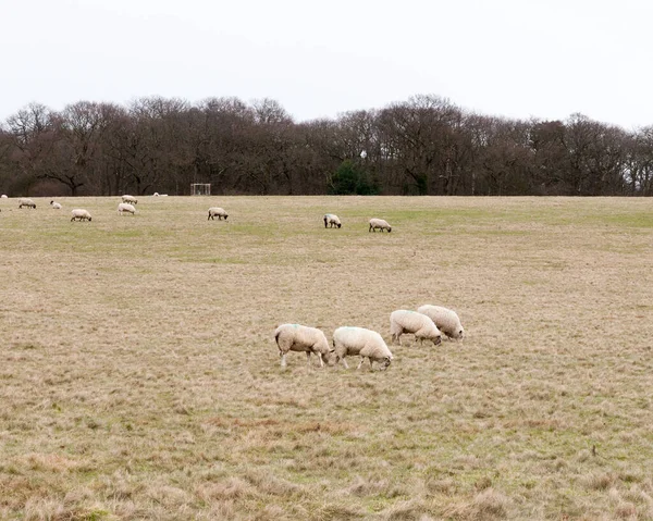 草原上牧羊群白天秋冬 — 图库照片