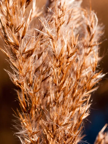 Nahaufnahme Von Schilfgras Goldene Blütenköpfe Windig Special — Stockfoto